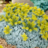 Очиток лопатчатолистный (Sedum spathulifolium) Кейп Бланко С1,5 НСп/26