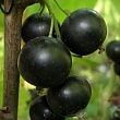 Смородина черная 