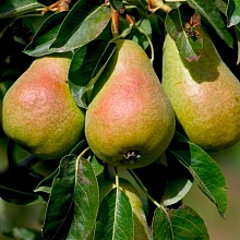 Основное изображение товара