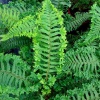 Щитовник родственный (Dryopteris affinis) Кристата зе Кинг С2 СП/26