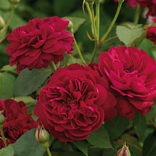 Основное изображение товара