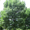 Ясень узколистный (Fraxinus angustifolia) 250-300 С7,5 БС/26