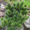 Сосна горная (Pinus mugo) Пикобело 20-25 С4 ГЕ/26