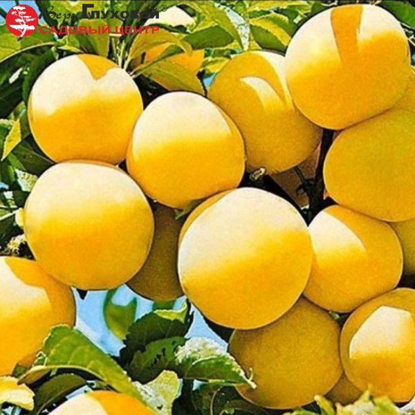 Основное изображение товара