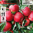Яблоня 