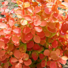 Барбарис Тунберга (Berberis thunbergii) Оранж Айс С3 СП/25