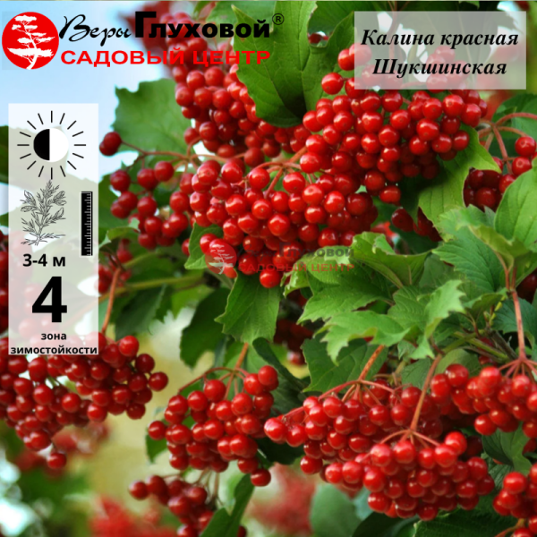 Основное изображение товара