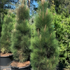Сосна черная (Pinus nigra) Грин Тауэр   С3 НКк/26
