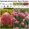 Гортензия метельчатая (Hydrangea paniculata) Краса Лесково Р9 СП/26