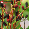 Ива тонкостолбиковая (Salix gracilistyla) Куроме Шт-80 С3 ПК/24