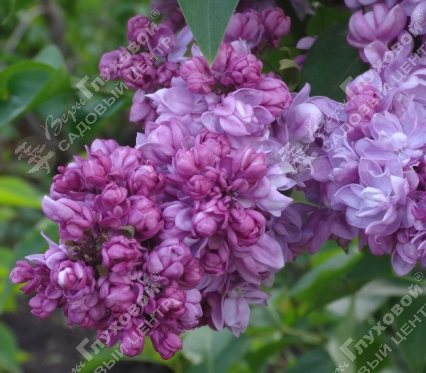 Сирень обыкновенная "Русская песня" на фото