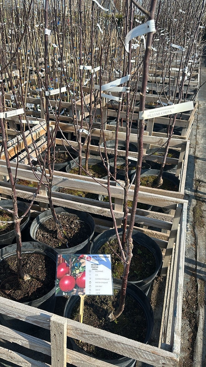 Розовая мякоть, восхитительный вкус – красномясые яблони в продаже!