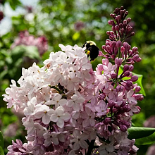 Основное изображение товара