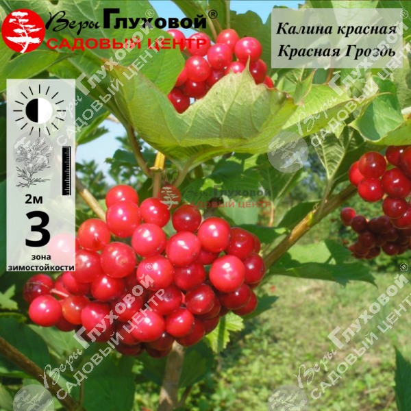 Калина красная "Красная гроздь" на фото