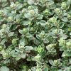 Тимьян лимоннопахнущий (Thymus citriodorus) Сильвер Квин С2 НСп/26