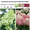 Гортензия метельчатая (Hydrangea paniculata) Лаймлайт   Прайм 40-50 С3 БдН/25