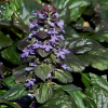 Живучка ползучая (Ajuga reptans) Катлинс Гиант С2-3 РАг/25