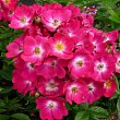 Роза полиантовая 