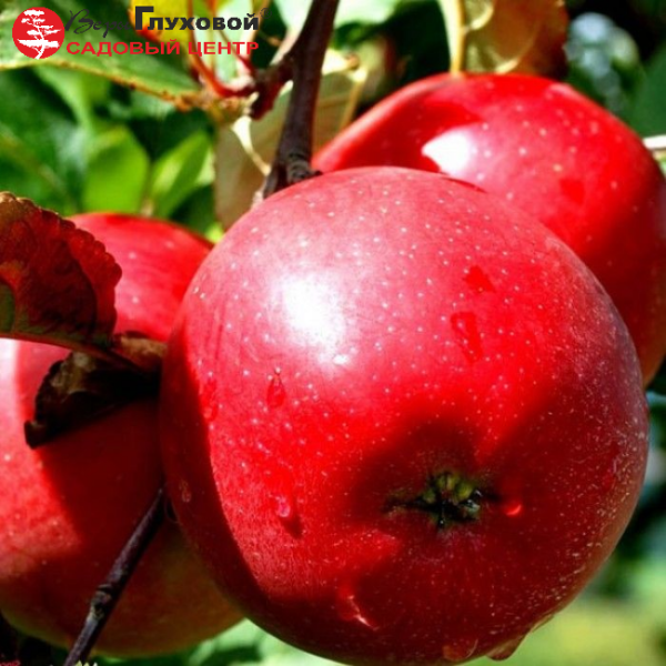 Основное изображение товара