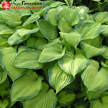 Основное изображение товара