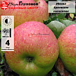 Яблоня 