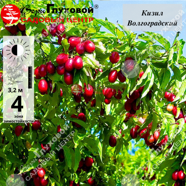 Кизил "Волгоградский" на фото