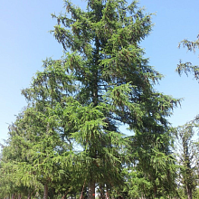 Основное изображение товара