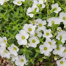 Основное изображение товара