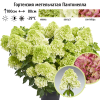 Гортензия метельчатая (Hydrangea paniculata) Пантонелла  С3 СП/26