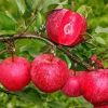 Яблоня красномясая Ред Кетти на фото
