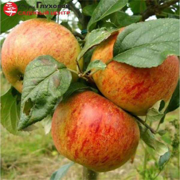 Основное изображение товара