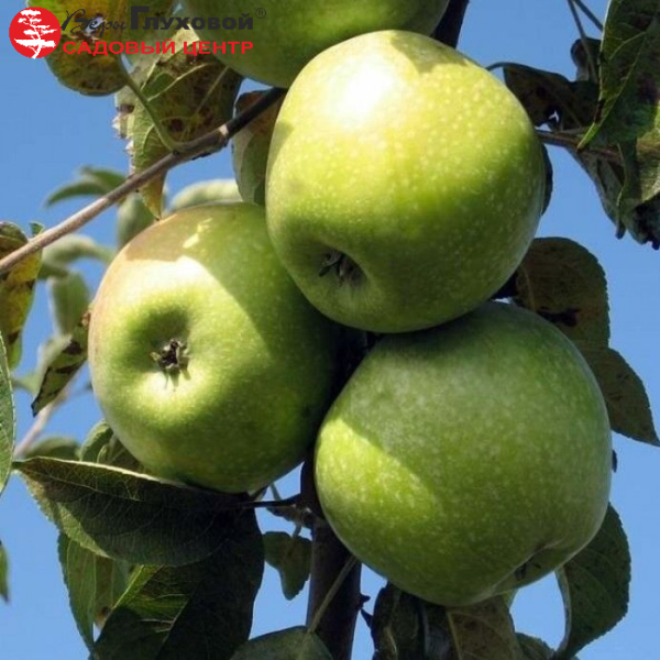 Рисунок 317.jpg