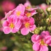 Лапчатка кустарниковая (Potentilla fruticosa) Пинк Парадиз С3 СП/25