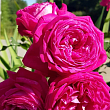 Роза флорибунда 