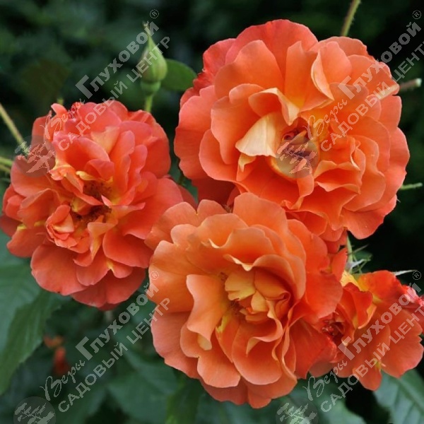 Роза плетистая "Westerland" на фото