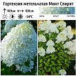 Гортензия метельчатая 
