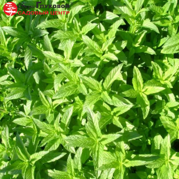 Основное изображение товара