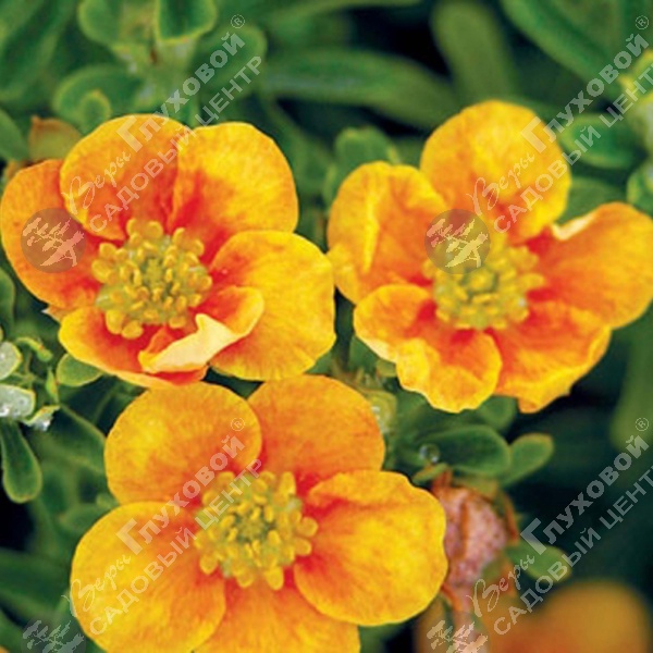 Лапчатка кустарниковая "Манго Танго" на фото