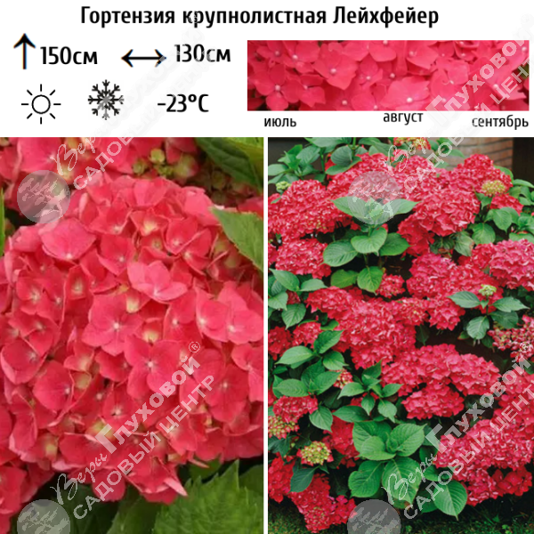 Гортензия крупнолистная "Лейхфейер" на фото