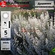 Душевик котовниковый 