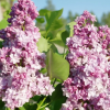 Сирень обыкновенная (Syringa vulgaris) Монтень С3 СП/25