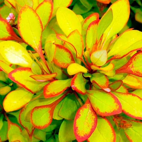 Основное изображение товара