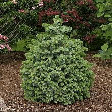 Основное изображение товара