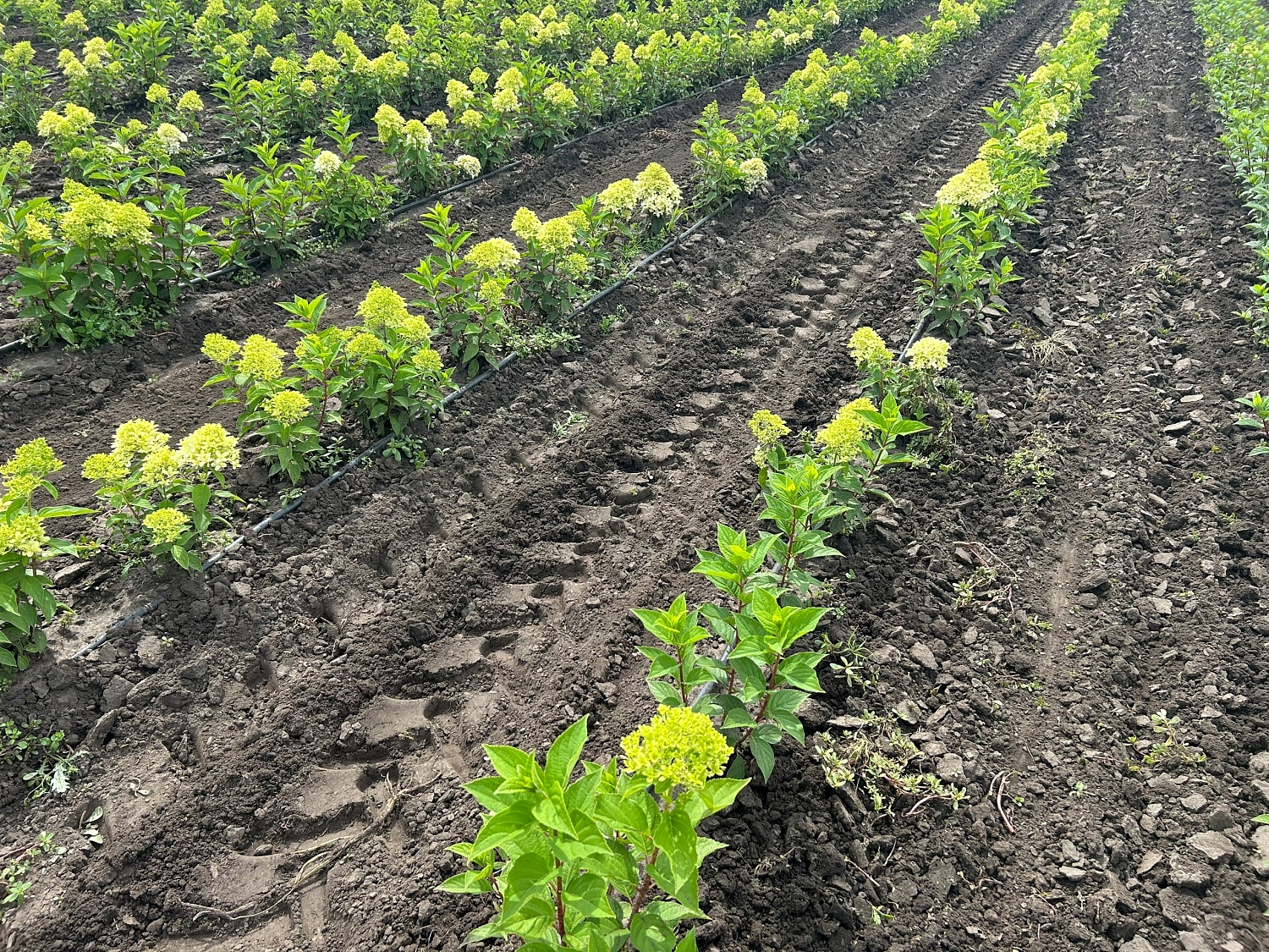 Новые решения в борьбе с сорняками