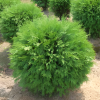 Туя западная (Thuja occidentalis) Литтл Чемпион  Р9 ГлХ/26