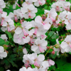 Герань кембриджская (Geranium cantabrigiense) Биоково С2 ГлХ/26