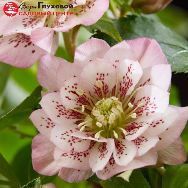 Основное изображение товара