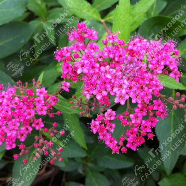 Спирея японская "Неон Флеш" на фото