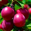Алыча 