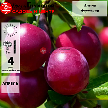 Основное изображение товара